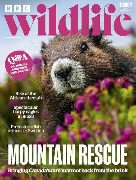 BBC Wildlife